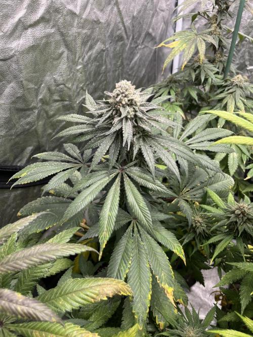 Mandarine Panties. Seedstockers. Week 12