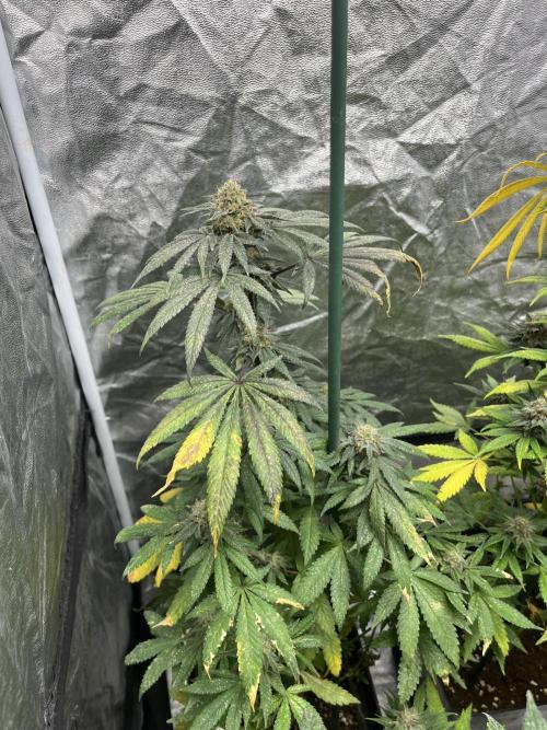 Mandarine Panties. Seedstockers. Week 12