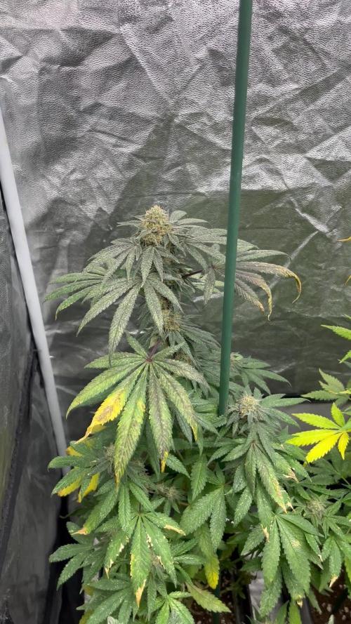 Mandarine Panties. Seedstockers