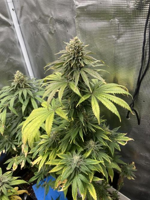 Purple Lemonade FF. Fastbuds. Week 13