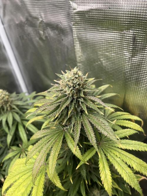 Purple Lemonade FF. Fastbuds. Week 13