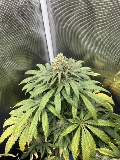Purple Lemonade FF. Fastbuds. Week 13