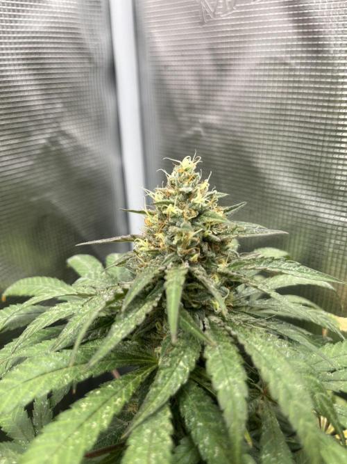 Purple Lemonade FF. Fastbuds. Week 13