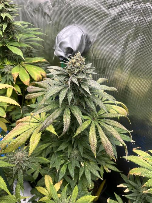 Purple Lemonade FF. Fastbuds. Week 13