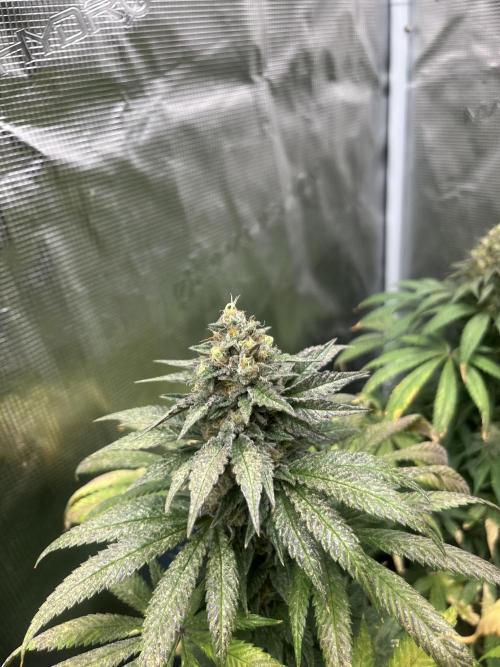 Purple Lemonade FF. Fastbuds. Week 13