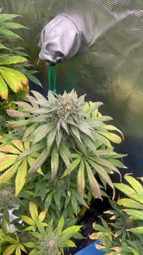 Purple Lemonade FF. Fastbuds