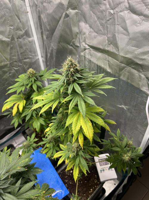 Monster Maker. Sweetseeds. Week 13