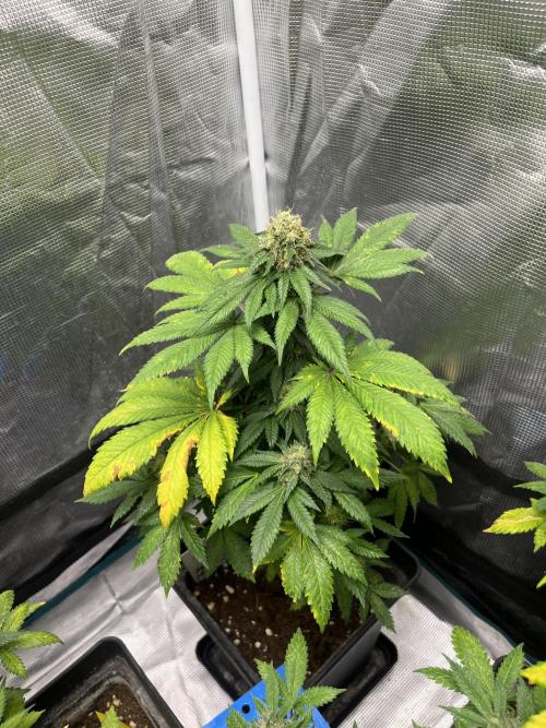 Monster Maker. Sweetseeds. Week 13
