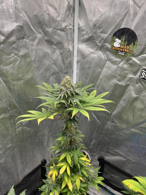 Monster Maker. Sweetseeds. Week 13