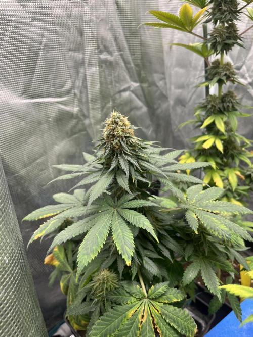 Monster Maker. Sweetseeds. Week 13