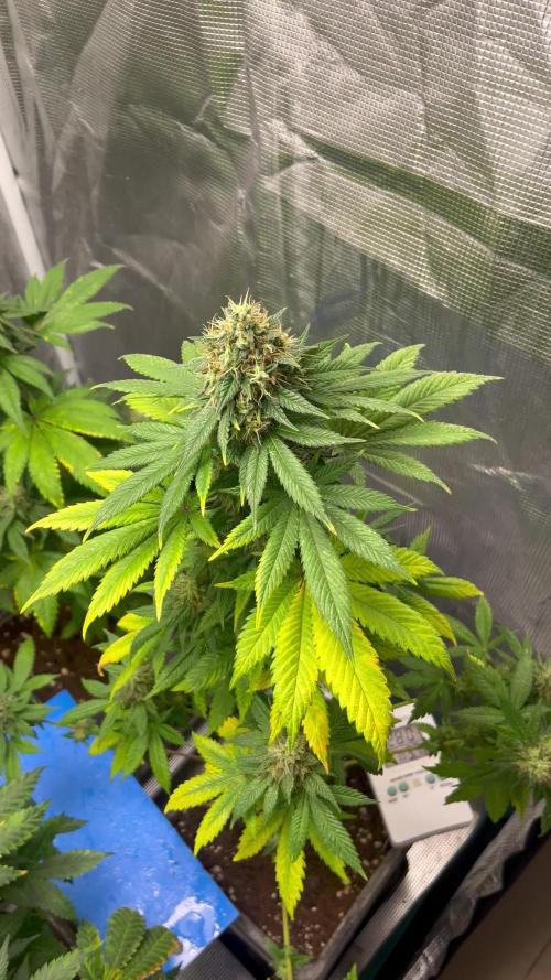Monster Maker. Sweetseeds