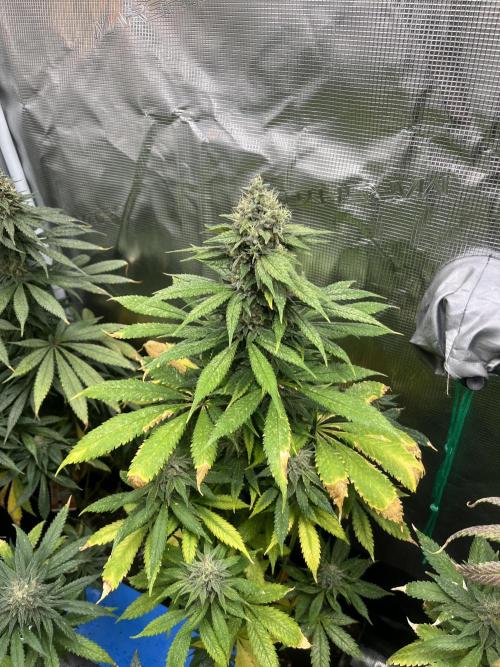 Mental Rainbow fast. Sweetseeds. Week 13