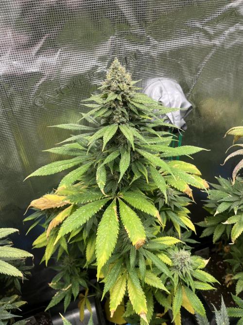 Mental Rainbow fast. Sweetseeds. Week 13