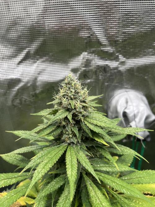 Mental Rainbow fast. Sweetseeds. Week 13