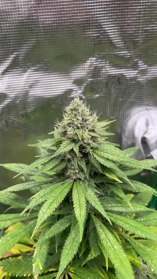 Mental Rainbow fast. Sweetseeds