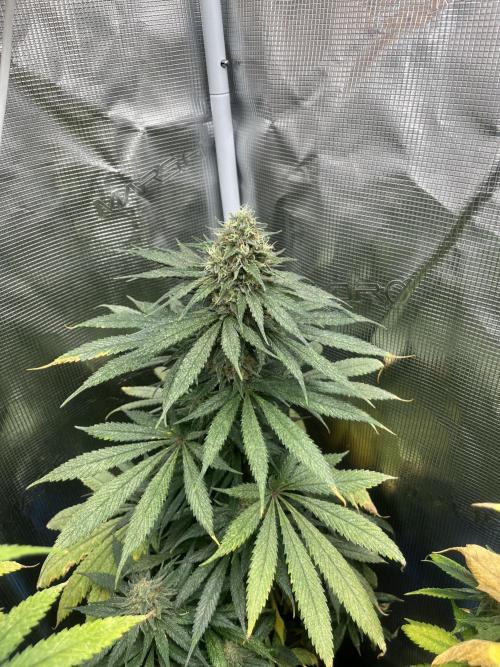 Gorilla Girl F1. Sweetseeds. Week 13