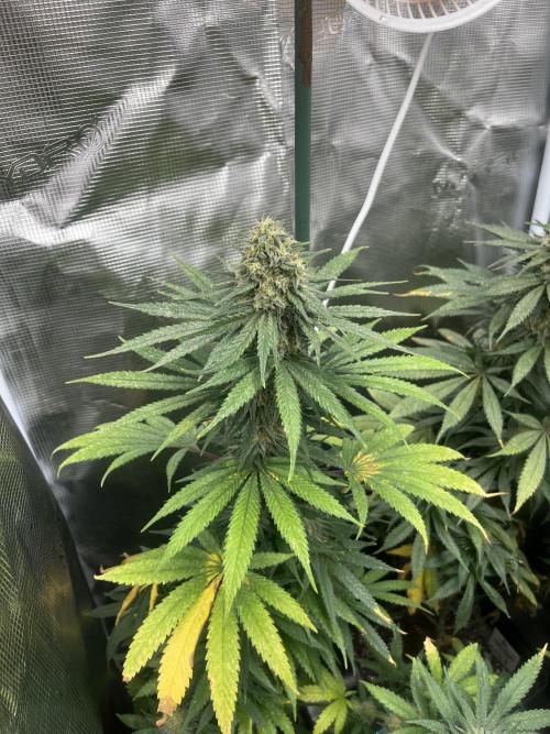 Gorilla Girl F1. Sweetseeds. Week 13