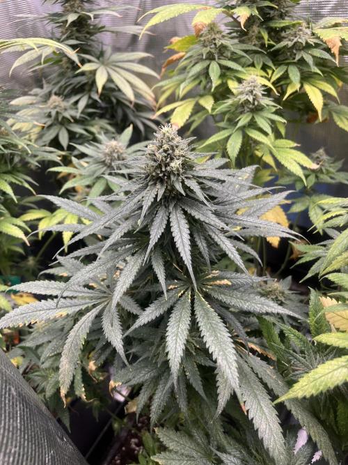 Gorilla Girl F1. Sweetseeds. Week 13