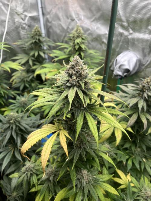 Gorilla Girl F1. Sweetseeds. Week 13