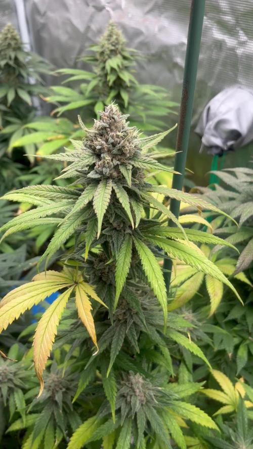 Gorilla Girl F1. Sweetseeds