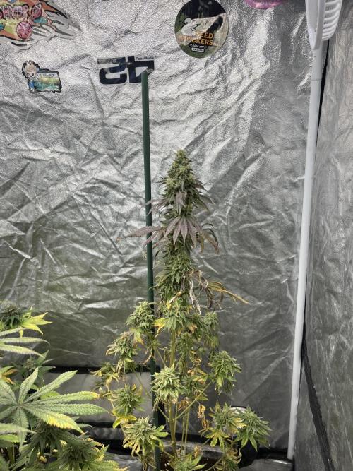 F.U.H. Seedstockers. Week 13
