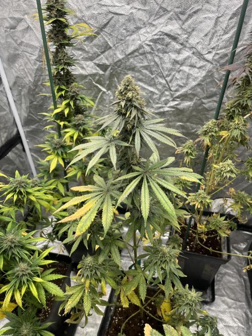 F.U.H. Seedstockers. Week 13