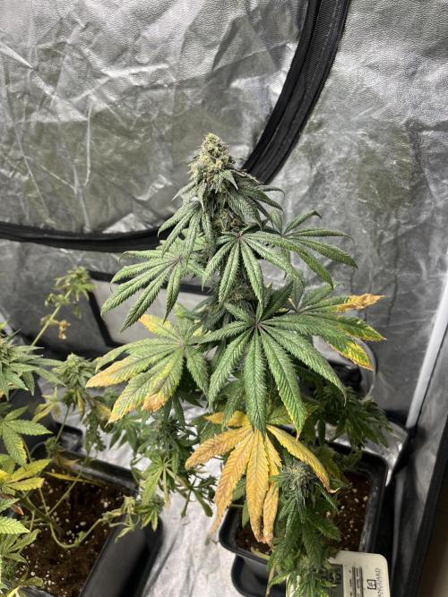 F.U.H. Seedstockers. Week 13