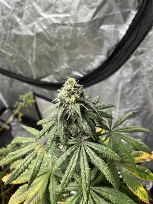F.U.H. Seedstockers. Week 13