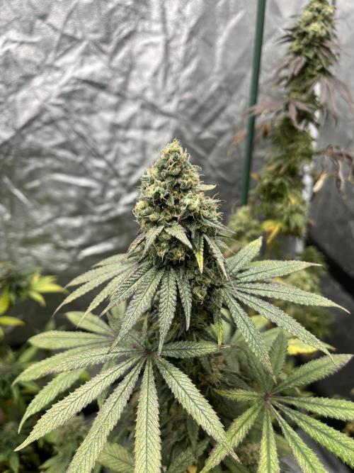F.U.H. Seedstockers. Week 13
