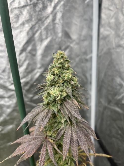F.U.H. Seedstockers. Week 13