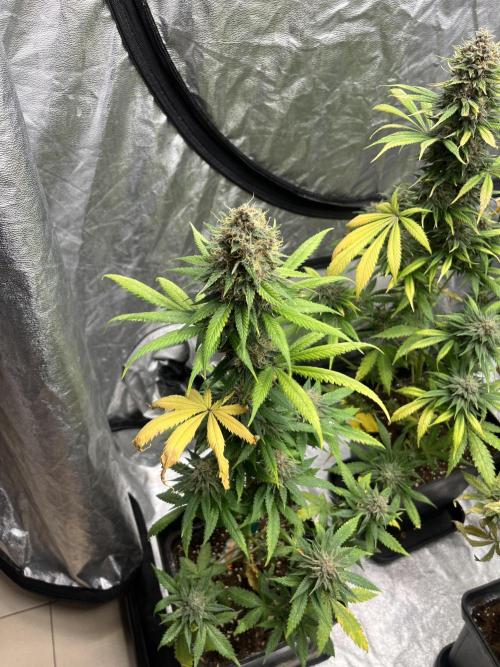 Forbidden Mochi. Seedstockers. Week 13