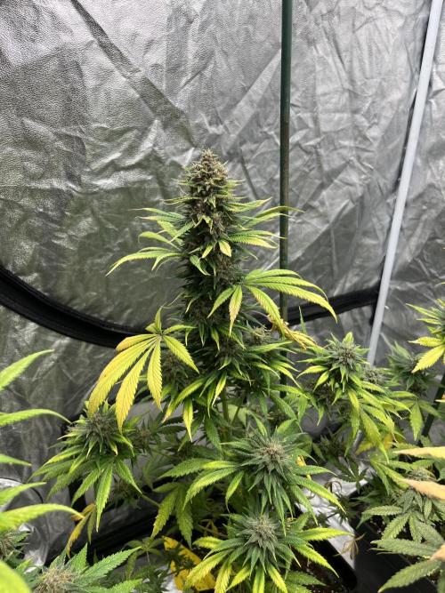 Forbidden Mochi. Seedstockers. Week 13