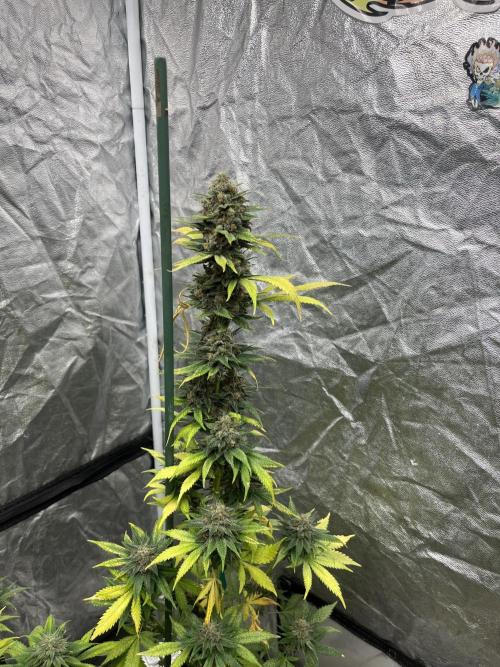 Forbidden Mochi. Seedstockers. Week 13