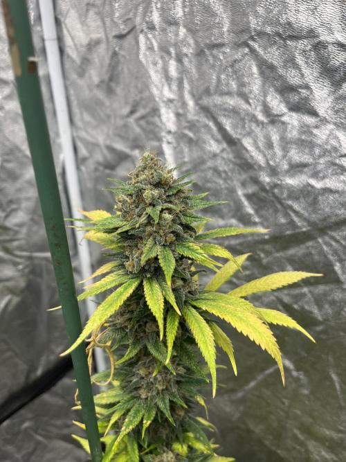 Forbidden Mochi. Seedstockers. Week 13