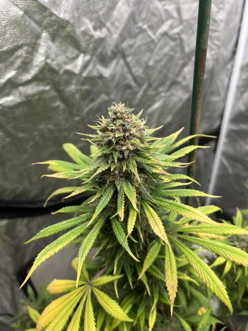 Forbidden Mochi. Seedstockers. Week 13