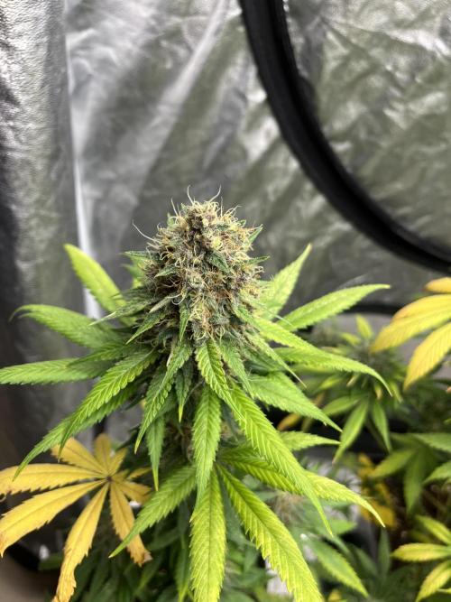 Forbidden Mochi. Seedstockers. Week 13