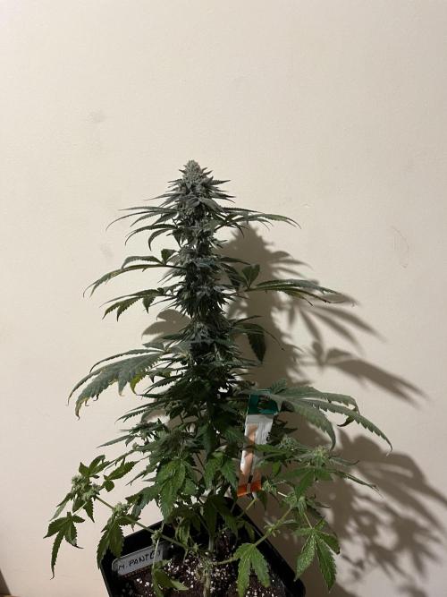 Mandarine Panties. Seedstockers. Week 13