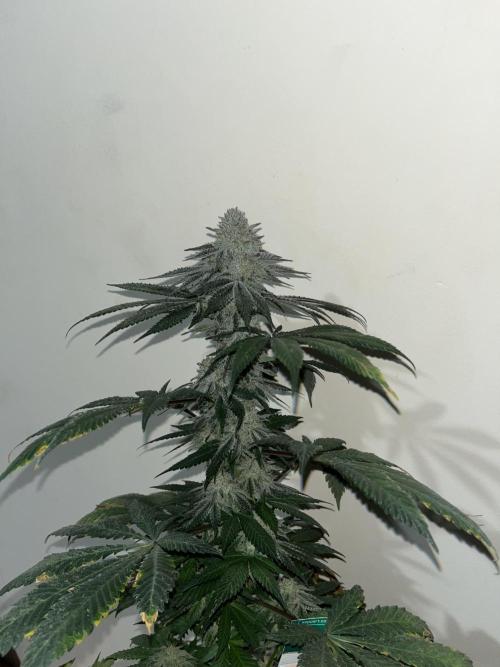 Mandarine Panties. Seedstockers. Week 13