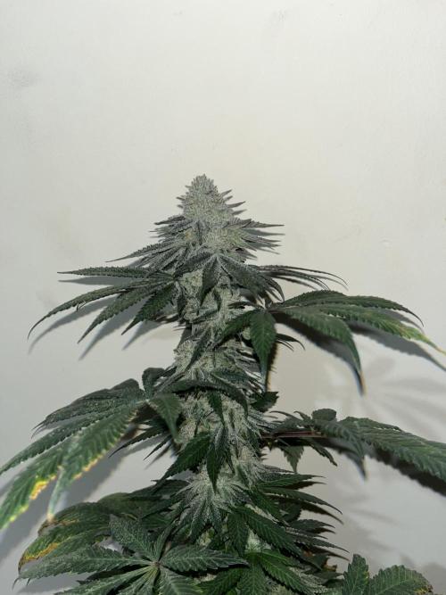 Mandarine Panties. Seedstockers. Week 13