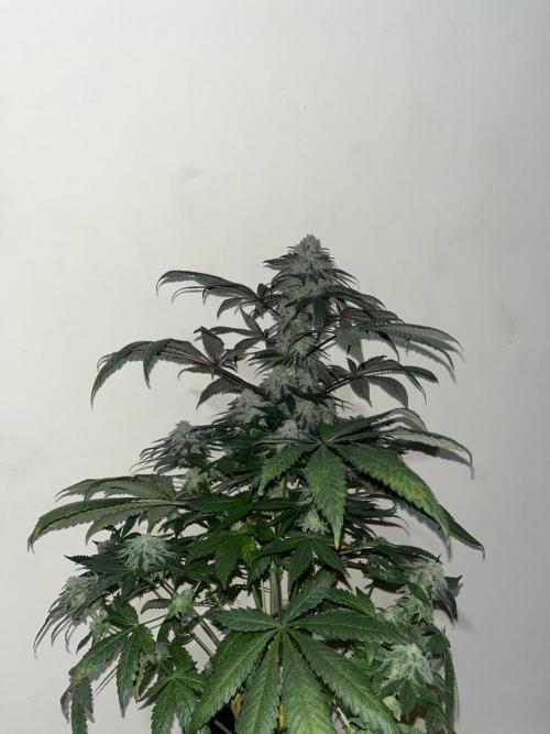 Mandarine Panties. Seedstockers. Week 13