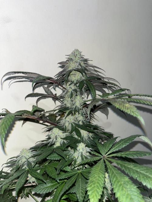 Mandarine Panties. Seedstockers. Week 13
