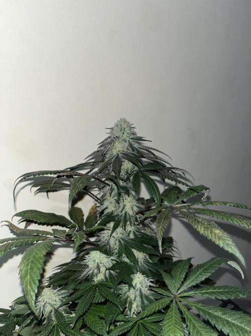 Mandarine Panties. Seedstockers. Week 13
