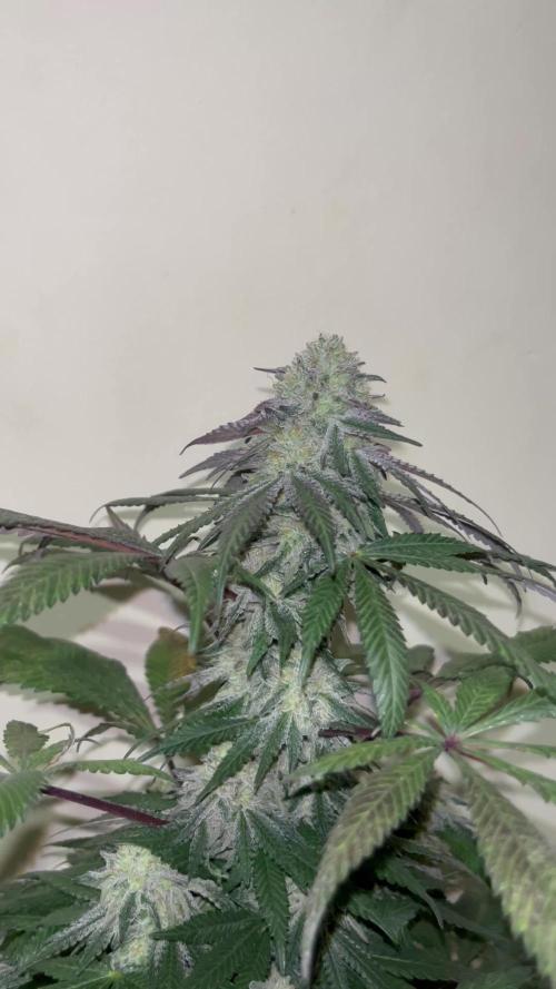 Mandarine Panties. Seedstockers