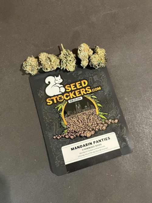 Mandarine Panties. Seedstockers. Week 13