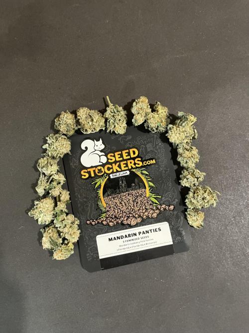 Mandarine Panties. Seedstockers. Week 13