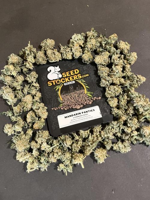 Mandarine Panties. Seedstockers. Week 13