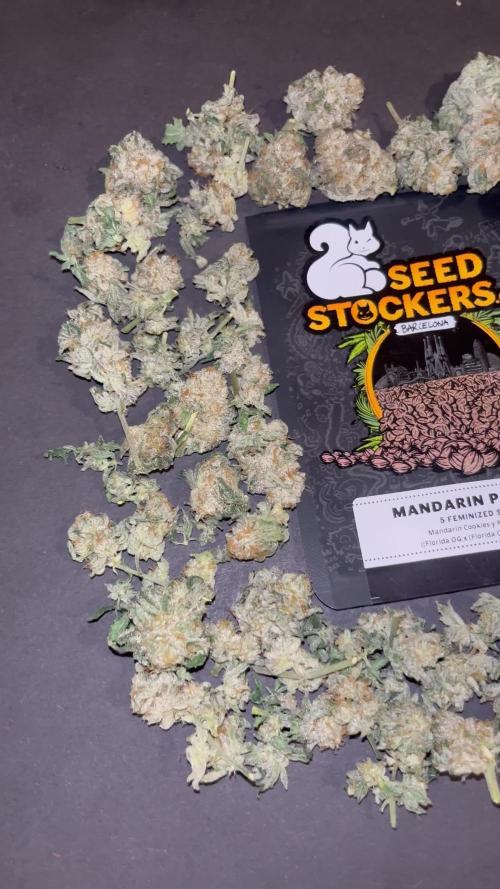Mandarine Panties. Seedstockers