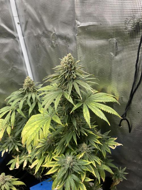 Purple Lemonade FF. Fastbuds. Week 14