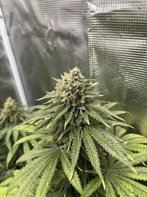 Purple Lemonade FF. Fastbuds. Week 14
