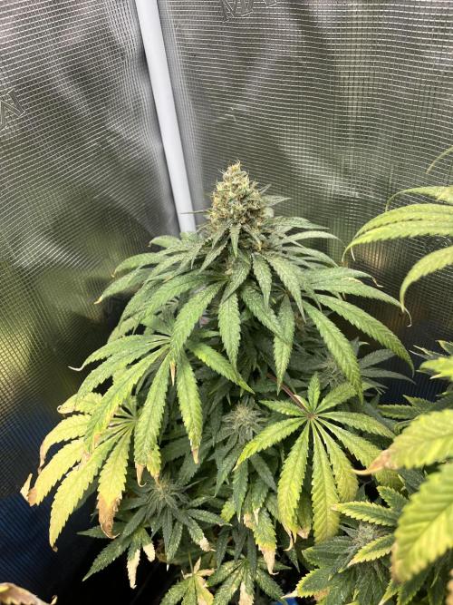 Purple Lemonade FF. Fastbuds. Week 14